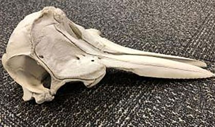 Autoridades encontram crânio de golfinho dentro de bolsa abandonada nos EUA