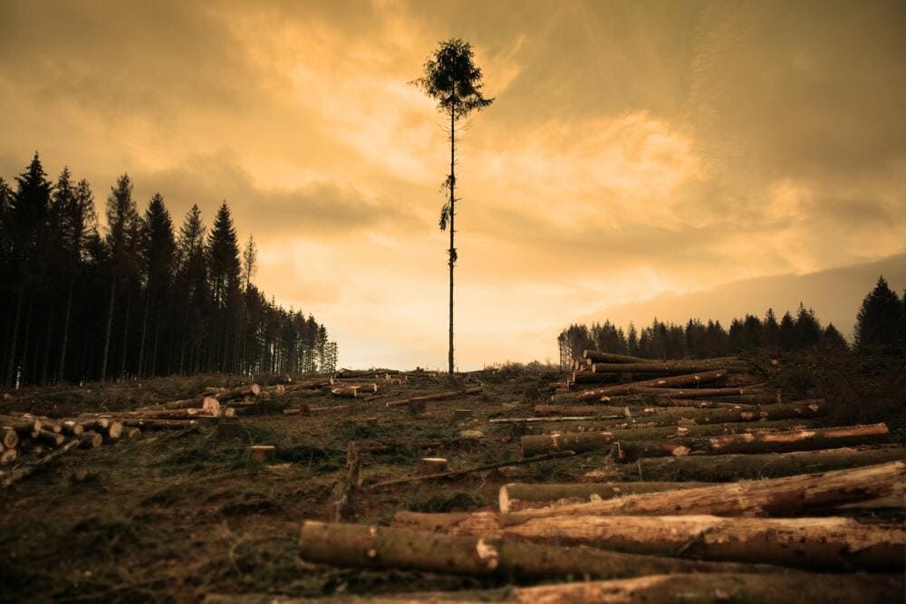 / Veja os dados sobre o desmatamento no Brasil / Imagem: Pexels/Matthias Behr