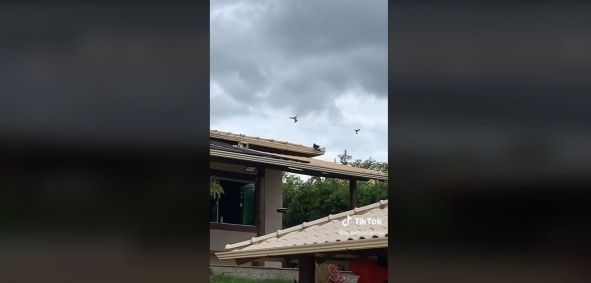 Ataque de tucano surpreende e assusta família em Minas Gerais