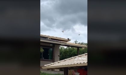Ataque de tucano surpreende e assusta família em Minas Gerais: "Choque Total"