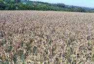 Seca no RS prejudica culturas de soja, milho e arroz, alerta agrometeorologista