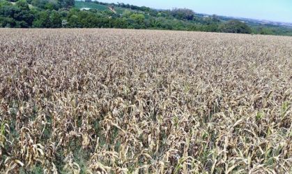 Seca no RS prejudica culturas de soja, milho e arroz, alerta agrometeorologista