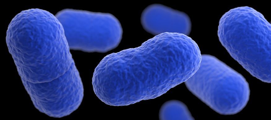 Bactéria Listeria monocytogenes