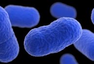 EUA recolhem alimentos por suspeita de contaminação pela bactéria Listeria
