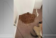 Cerca de 300 kg de nozes coletadas por pica-paus foram achadas dentro das paredes de uma casa