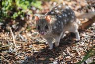 Conheça animais com vidas amorosas mais complicadas que a sua