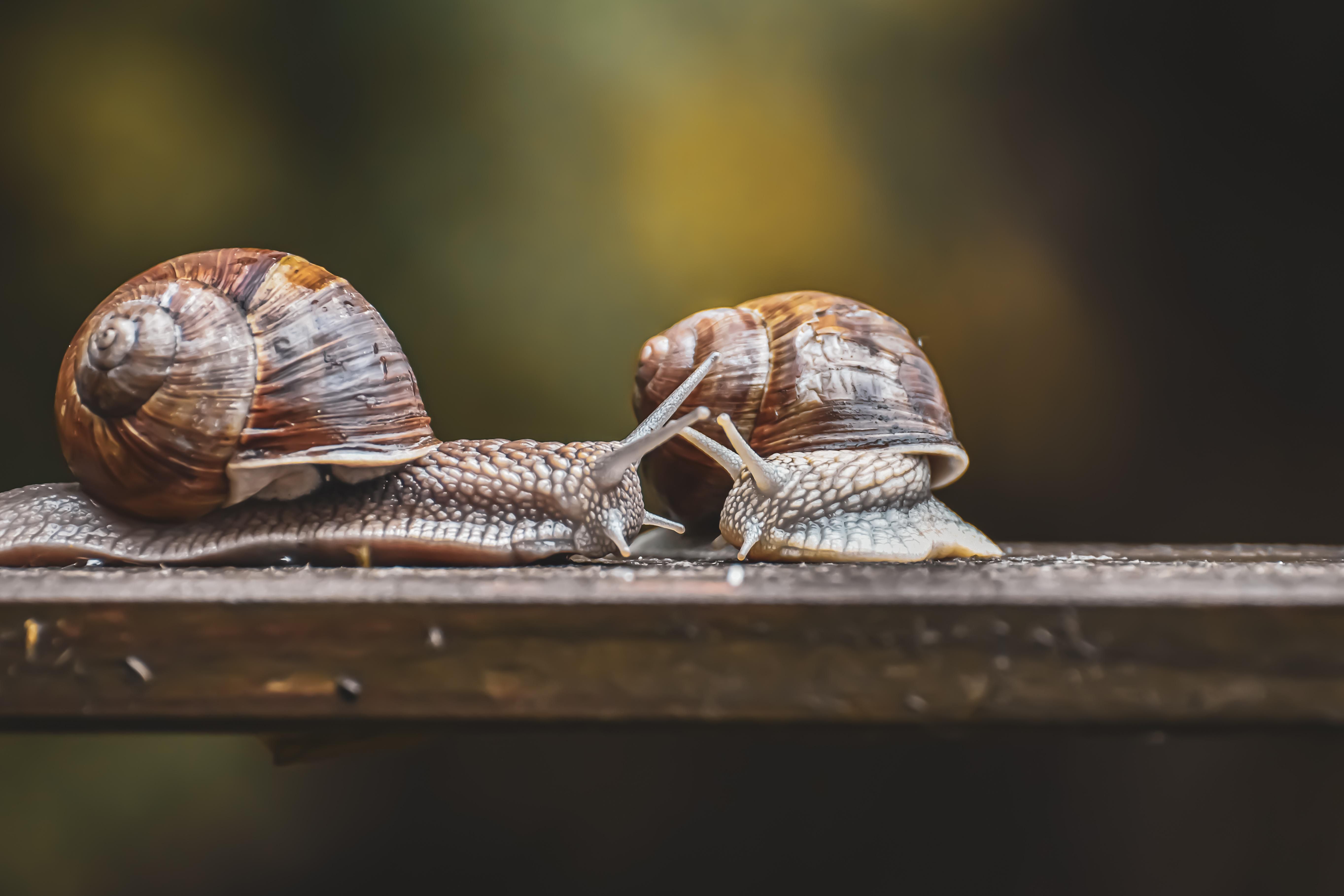 Para os caracóis, o sexo não se resume a uma lógica binária de macho e fêmea. / Pixabay