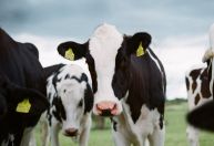 Vaca louca: saiba mais sobre a doença que ficou conhecida nos anos 80 e 90