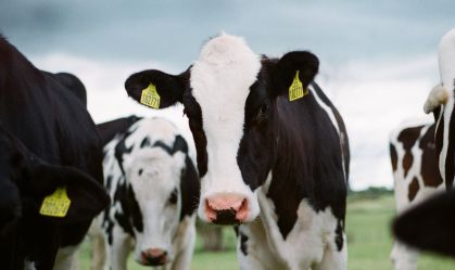 Vaca louca: saiba mais sobre a doença que ficou conhecida nos anos 80 e 90