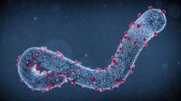 Ebola: veja cronologia da doença e entenda causa de surtos na África