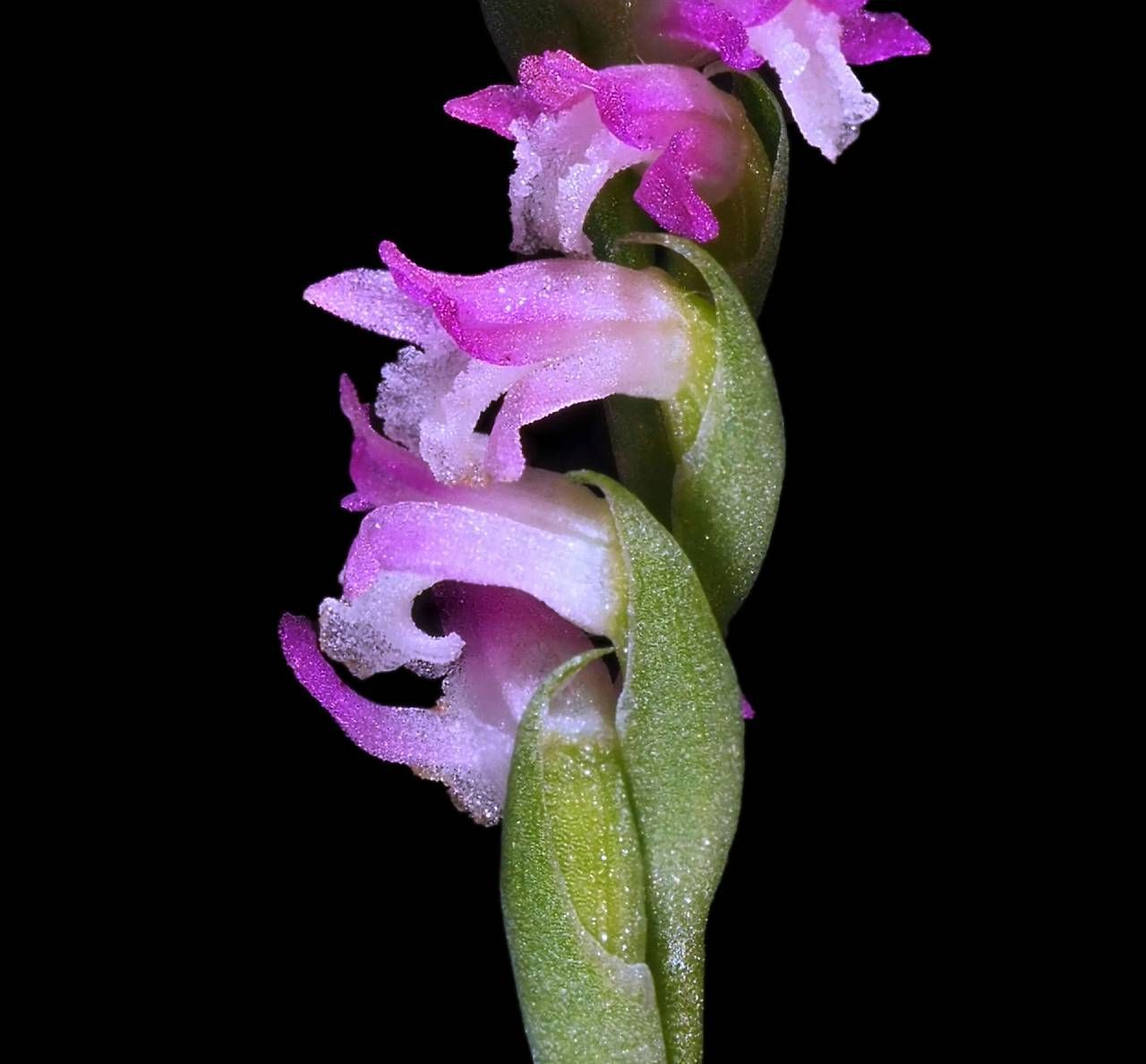 As cores da flor recém-descoberta variam "do rosa-púrpura ao branco", disseram os pesquisadores / Masayuki Ishibashi