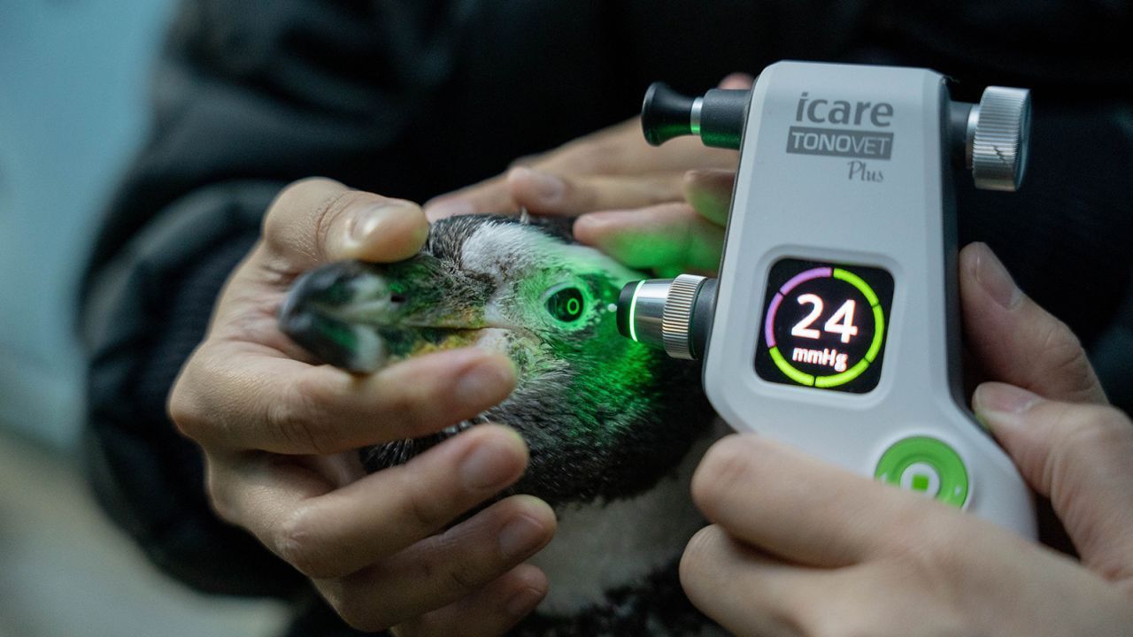 Um dispositivo médico verifica a pressão ocular de um pinguim de Humboldt no Jurong Bird Park, em Singapura. / Reprodução/ Mandai Wildlife Group
