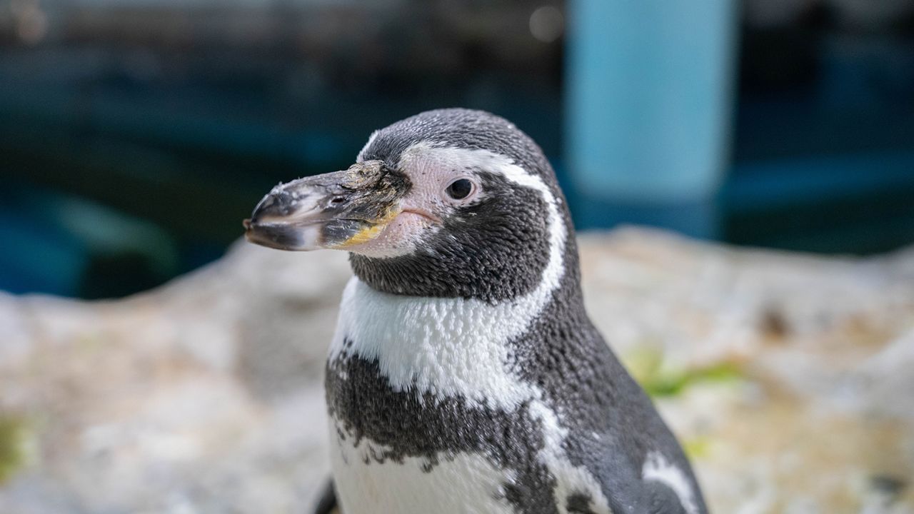 Holly, um pinguim de Humboldt, pós-operatório. / Reprodução/Mandai Wildlife Group