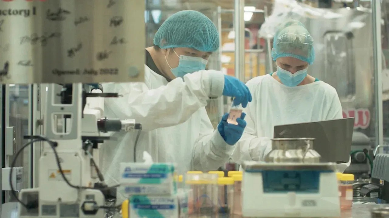 O DNA do mamute foi inserido em células de ovelha, que foram cultivadas em laboratório / Divulgação/Vow