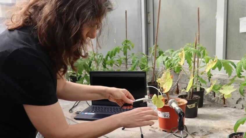A equipe conduziu os experimentos em uma estufa e colocou as plantas em caixas à prova de som / Divulgação/Tel Aviv University