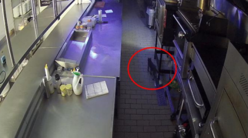 Gato pode ter iniciado vazamento de gás que causou explosão em restaurantes de Teresina