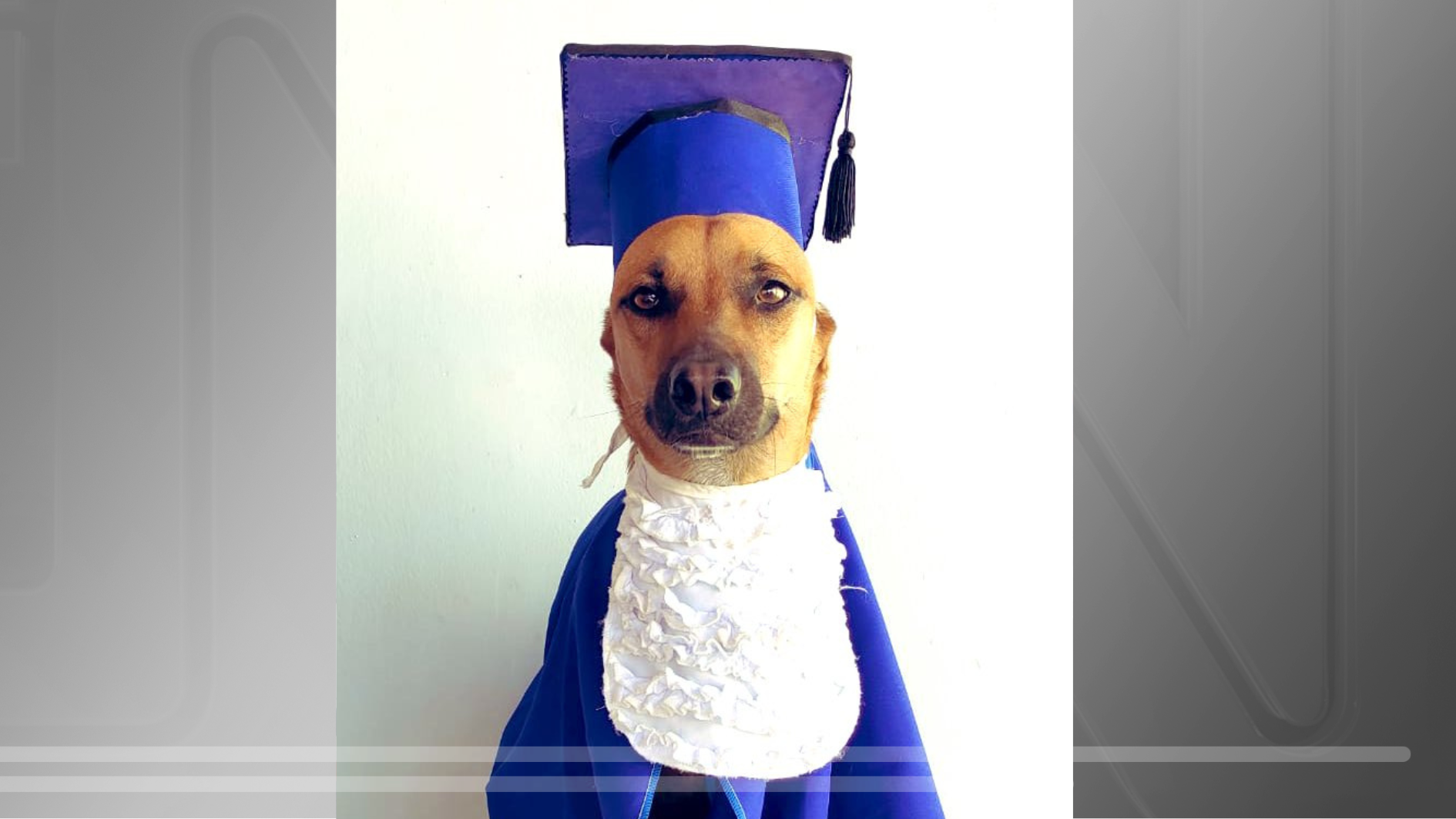 Cachorro é reprovado em creche e viraliza; conheça o mercado que virou sensação no brasil | cnn brasil