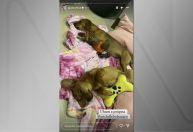 Michelle Bolsonaro resgata pets e os coloca para adoção: “Morando de aluguel”
