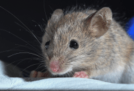 Cientistas desenvolvem camundongo com dois pais a partir de células exclusivamente masculinas