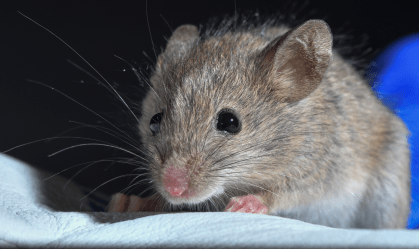 Cientistas desenvolvem camundongo com dois pais a partir de células exclusivamente masculinas