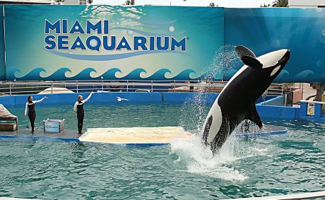 Lolita, a Orca estrela do Miami Seaquarium, em apresentação em 31 de janeiro de 2014.