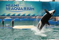Aquário de Miami libertará orca após mantê-la mais de 50 anos em cativeiro