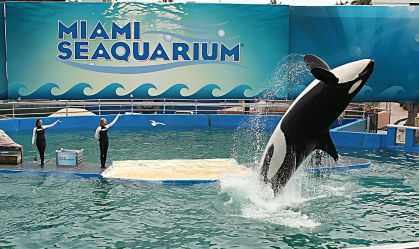 Aquário de Miami libertará orca após mantê-la mais de 50 anos em cativeiro