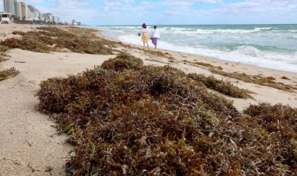 Large Algae Bloom In Atlantic Ocean Makes Way To Florida Beaches