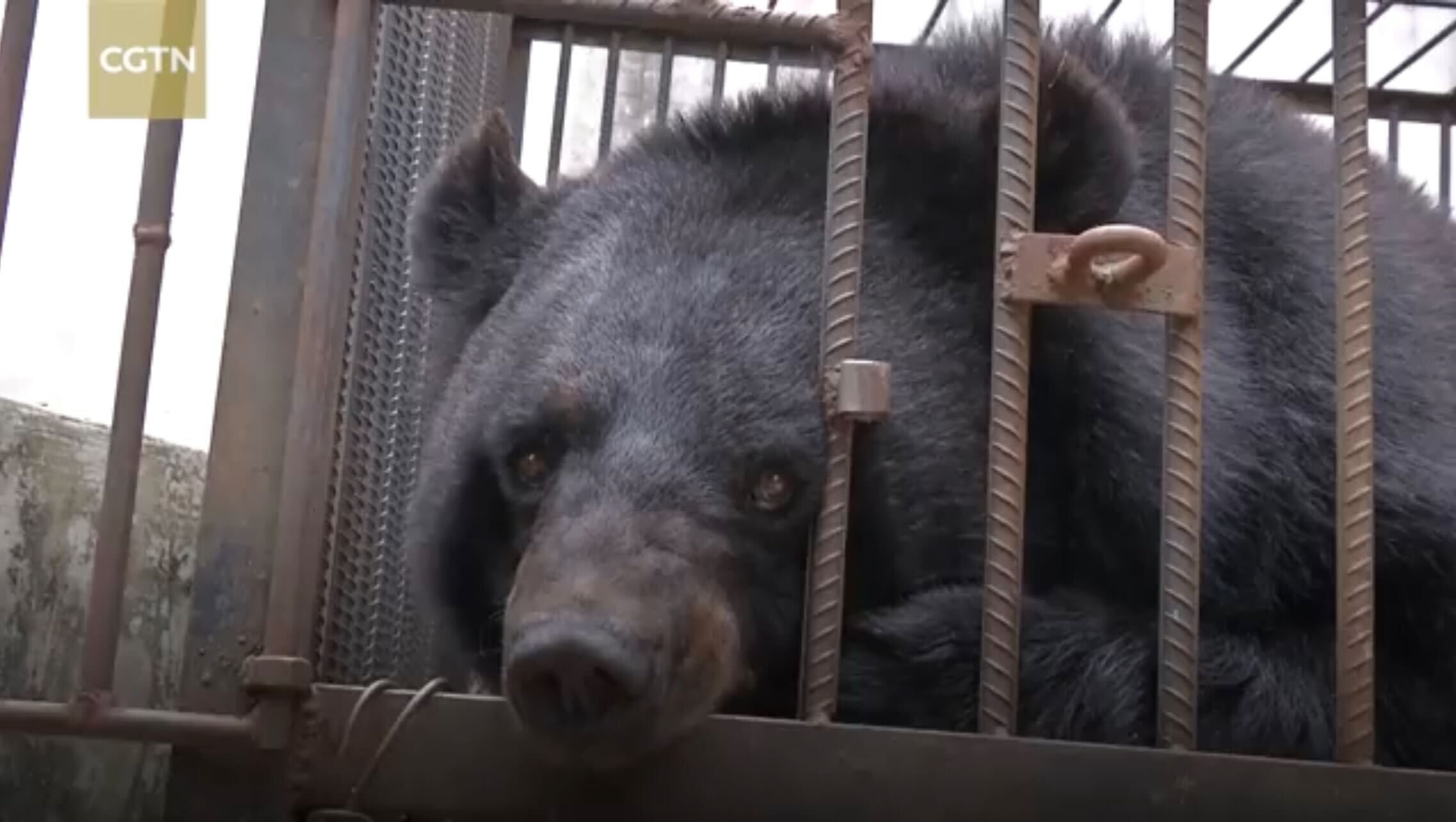 Urso China