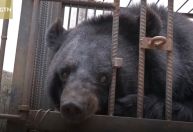 Família chinesa adota cachorro e descobre, dois anos depois, que animal era um urso