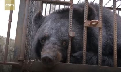 Urso China