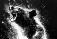 “Urso do Pó Branco”: a história real do urso que ingeriu cocaína e inspirou o filme