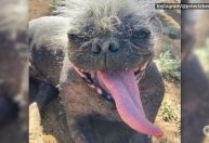 Competição do cachorro mais feio do mundo está com inscrições abertas para 2023