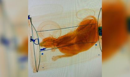 Autoridades dos EUA flagram gato dentro de mala em raio X de aeroporto