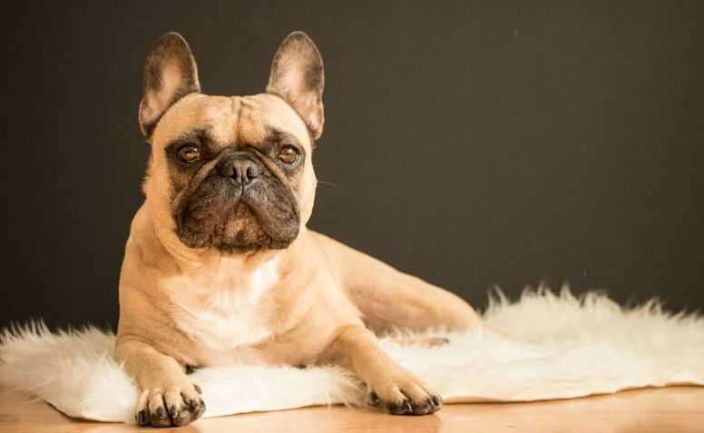 Buldogue francês: raça mais popular nos EUA / Unsplash