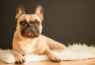 Buldogue francês supera labrador e se torna o cachorro mais popular dos EUA