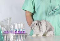Governo proíbe uso de animais em testes de cosméticos e produtos de higiene