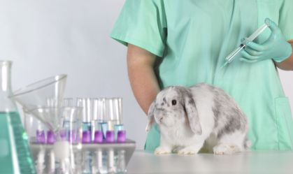 Governo proíbe uso de animais em testes de cosméticos e produtos de higiene