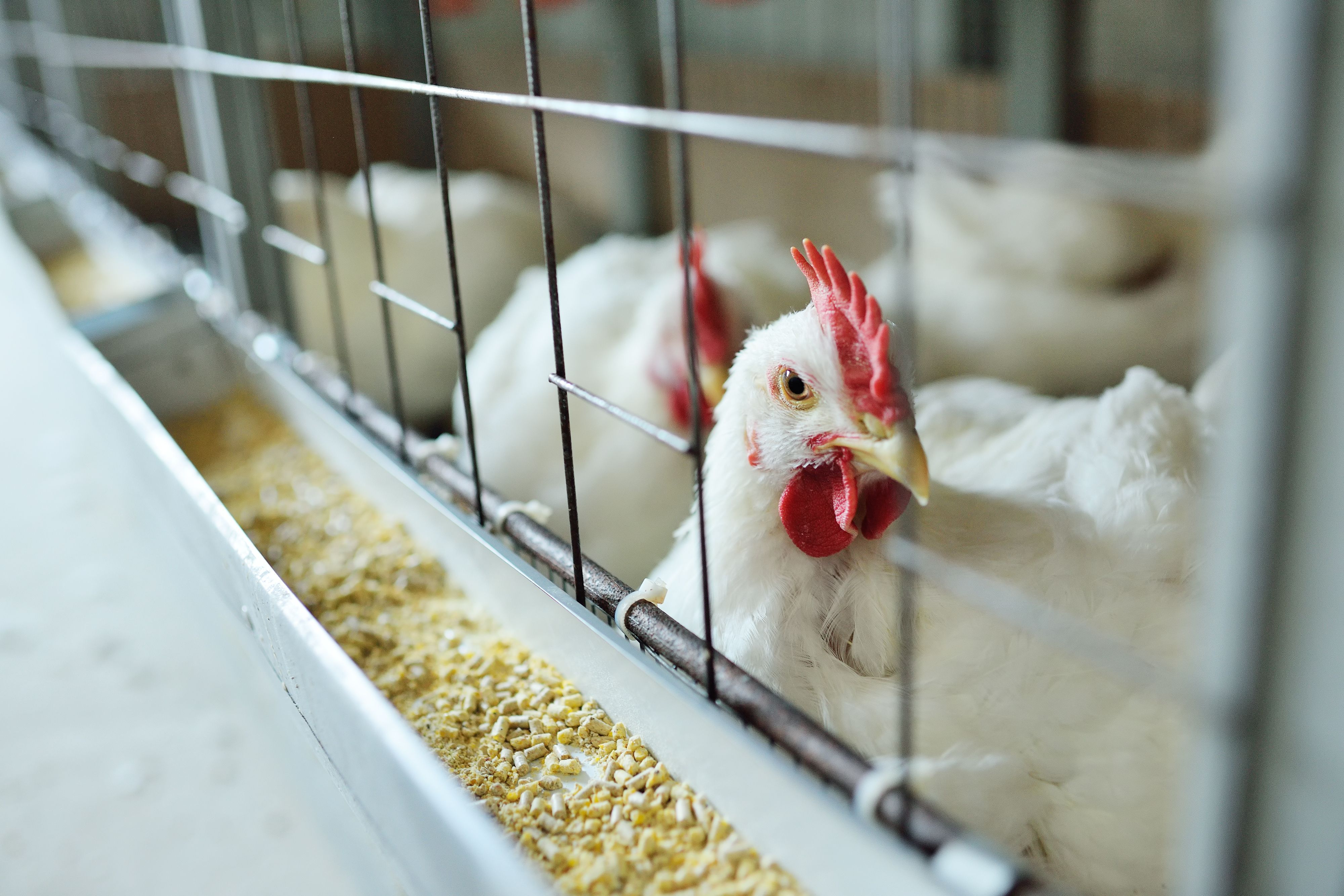 Agricultura confirma novo caso de gripe aviária em ave silvestre no país | cnn brasil