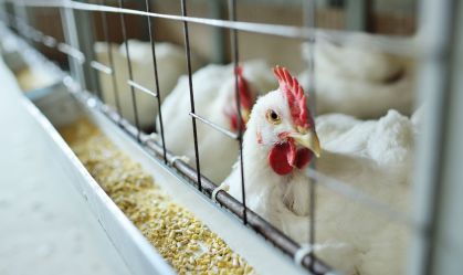 Brasil se declara livre de gripe aviária e notifica OMSA