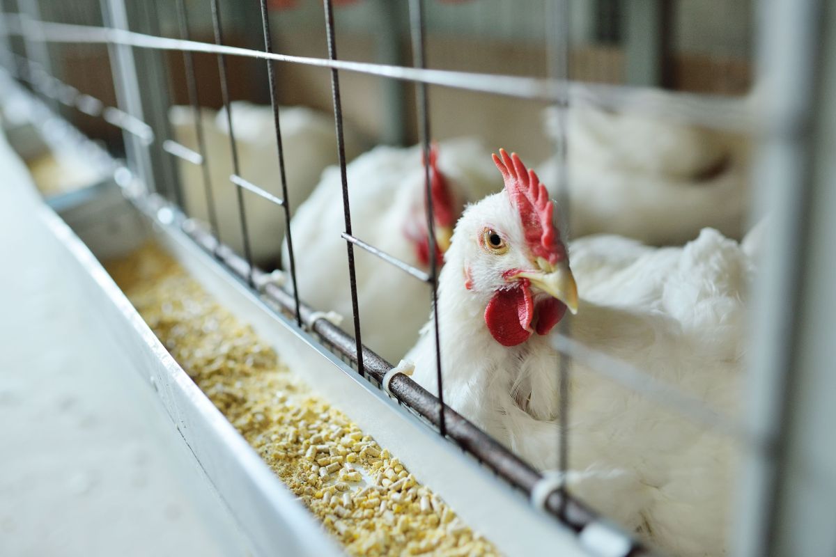 Austrália confirma caso de gripe aviária em ave silvestre migratória
