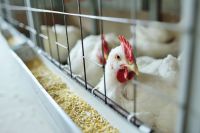 Gripe aviária: caem para 7 casos investigados; nenhum é em granja comercial