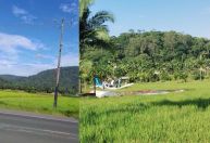 Avião com cinco passageiros cai em campo de arroz em SC