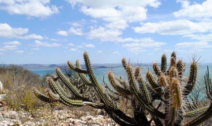 A economia da recuperação da vegetação da Caatinga