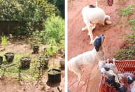 PM encontra cachorros vítimas de maus-tratos e pés de maconha em chácara no MS