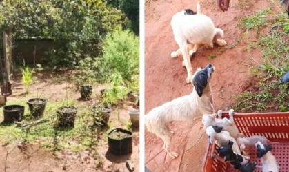 PM encontra cachorros vítimas de maus-tratos e pés de maconha em chácara no MS