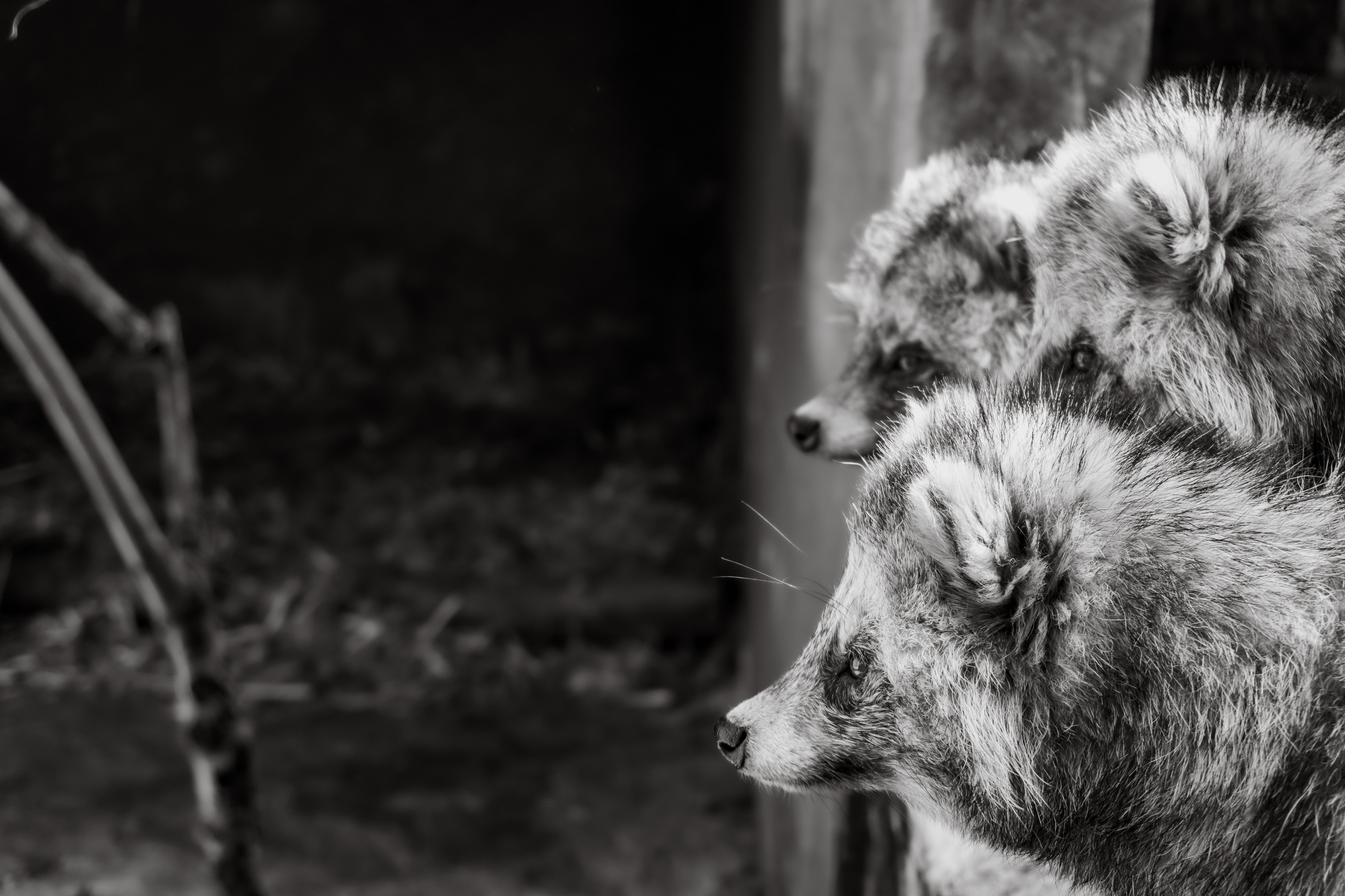 O nittereute, também chamado de cão-guaxinim ou cão viverrine, é uma raposa nativa do leste da Ásia, particularmente dos vales dos rios e das bordas das florestas nas regiões de Amur e Ussuri, no leste da Sibéria, Japão, Manchúria e 'Indochina. Fotografia tirada na Itália na cidade de Falconara abril de 2022
