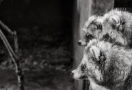 Cientistas associam origens da pandemia de Covid-19 a cães-guaxinins no mercado de Wuhan