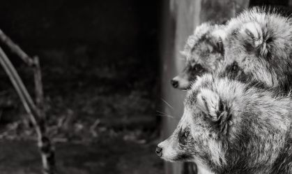 Cientistas associam origens da pandemia de Covid-19 a cães-guaxinins no mercado de Wuhan