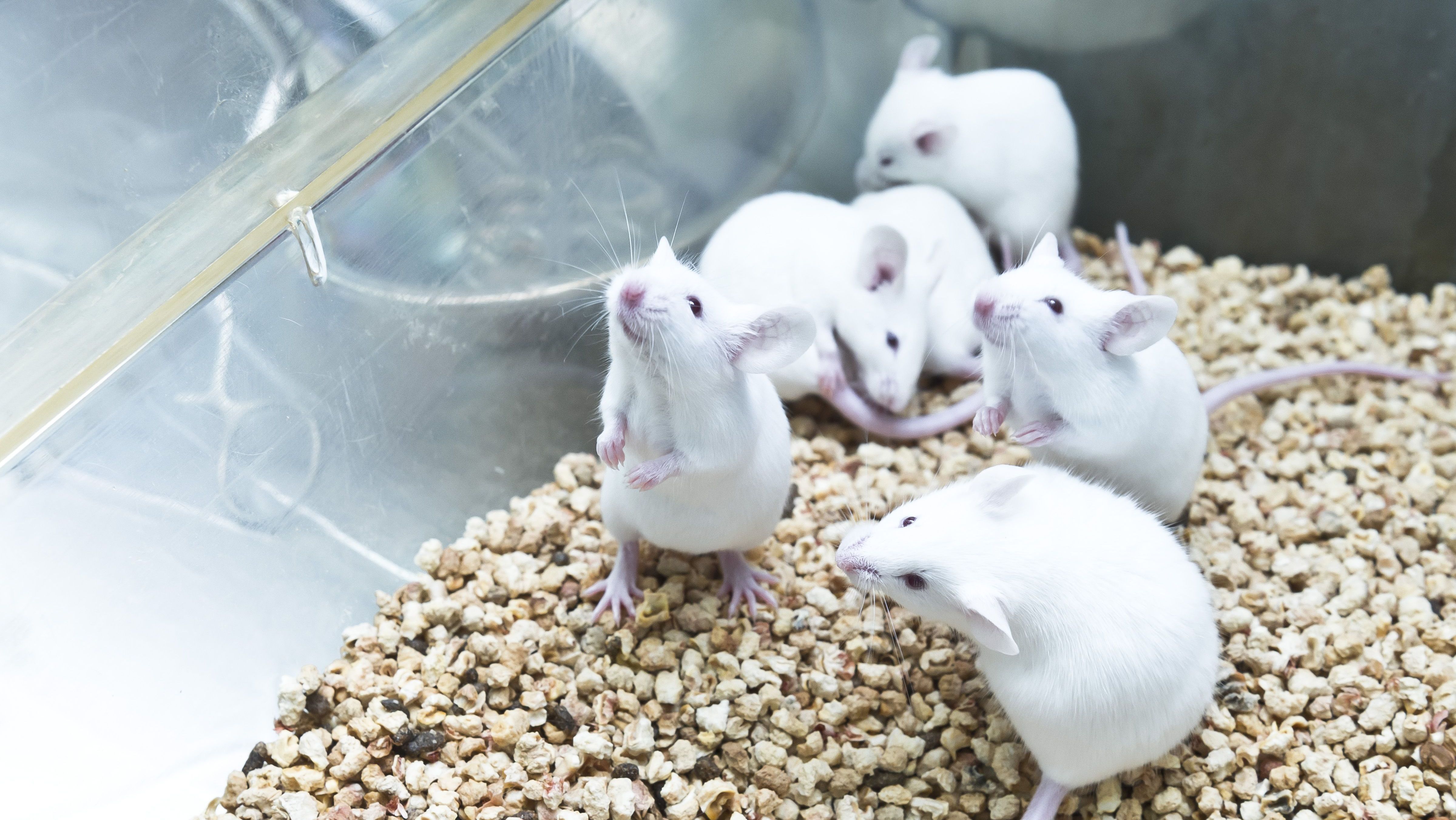 camundongos ratos roedores ciência cobaia experimento científico pesquisa estudo